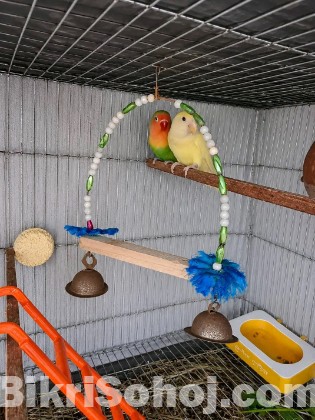 Love birds